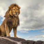 Celebrating World Lion Day: Protecting the King of the Jungle